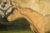 Foal de sport WPB crème aux yeux bleus