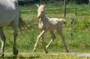 Foal de sport WPB crème aux yeux bleus