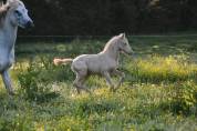 Foal de sport WPB crème aux yeux bleus