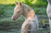 Foal de sport WPB crème aux yeux bleus