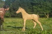 Foal de sport WPB crème aux yeux bleus