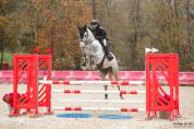 Jackpot des dunes hongre de 6 ans par Malito de rêve 