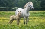 Pouliniere poney taille D 
