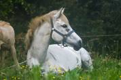 Pouliniere poney taille D 
