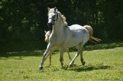Pouliniere poney taille D 