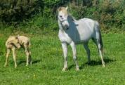 Pouliniere poney taille D 