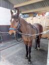 Trotteur 8 ans 