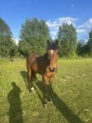 Trotteur 8 ans 