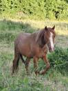 Ponette futur B 2 ans 