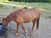 Ponette futur B 2 ans 