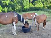Ponette futur B 2 ans 
