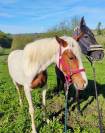 Jument paint horse 3 ans oc