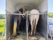 Jument paint horse 3 ans oc