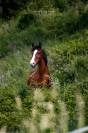 ponette de sport 