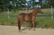 Poney