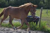 Poney