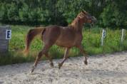 Poney