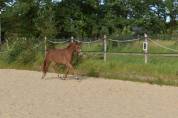 Poney
