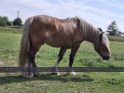 Cristal - Cheval de trait