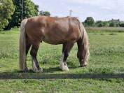 Cristal - Cheval de trait