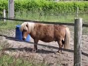 Pichou - Shetland 4 ans