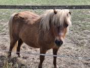 Pichou - Shetland 4 ans