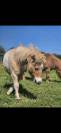 Poney shetland