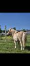 Poney shetland