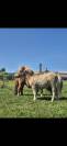 Poney shetland