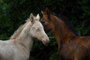 Filly Akhal Teke For sale 2025 Perlino