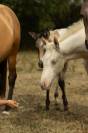 Potranca Akhal Teke En venta 2025 Perlino
