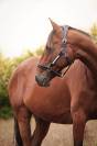 Confiage / Don jument 