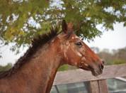 Confiage / Don jument 