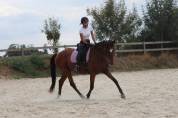 Confiage / Don jument 