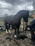 Cheval extra à vendre 
