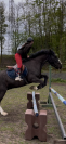 Cheval extra à vendre 