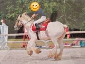 Irish Cob 7 ans