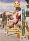 Irish Cob 7 ans