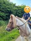 Irish Cob 7 ans