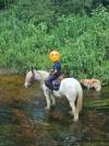 Irish Cob 7 ans