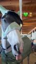 À vendre cheval de loisir et de dressage 