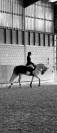 À vendre cheval de loisir et de dressage 
