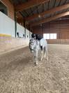 À vendre cheval de loisir et de dressage 