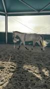 À vendre cheval de loisir et de dressage 