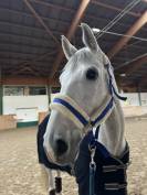 À vendre cheval de loisir et de dressage 