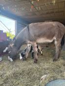 Ane hongre presque 2ans