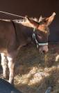 Ane hongre presque 2ans