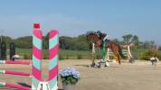 Cavallo 8 anni