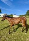 Ponette de sport PP 4ans 