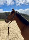 Ponette de sport PP 4ans 